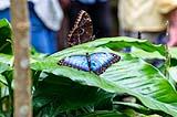 Blue Morph Butterflies Feb 2022